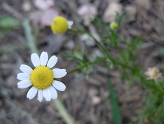 Matricaria chamomilla