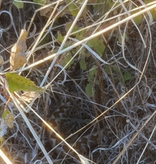 Vipera ammodytes