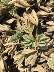 Potentilla acaulis