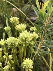 Thesium spicatum