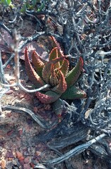 Tulista pumila