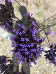 Verbena brasiliensis