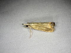 Flavocrambus striatellus