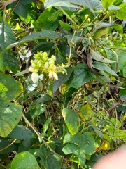 Phaseolus vulgaris
