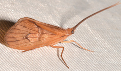 Pycnopsyche circularis