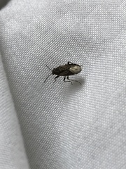 Heterogaster urticae