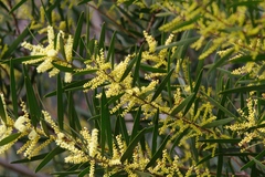 Acacia longifolia longifolia