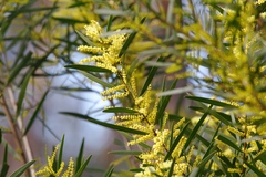 Acacia longifolia longifolia