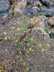 Senecio viscosus