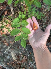 Koelreuteria paniculata