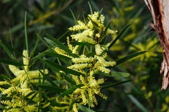 Acacia longifolia longifolia
