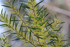 Acacia longifolia longifolia