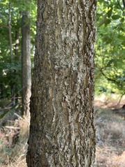 Celtis occidentalis