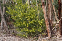 Acacia longifolia longifolia
