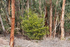 Acacia longifolia longifolia