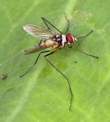Cholomyia