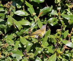 Vireo flavoviridis