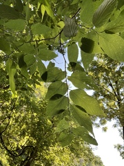 Celtis occidentalis