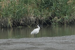 Platalea minor