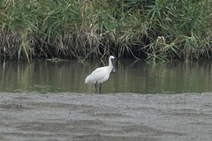 Platalea minor