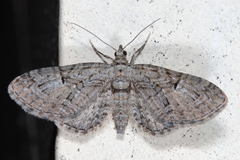 Eupithecia interruptofasciata