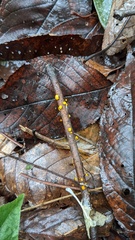 Dicephalospora rufocornea