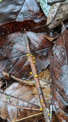 Dicephalospora rufocornea