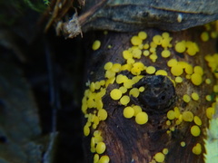 Calycina claroflava