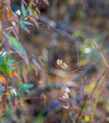 Aconitum volubile
