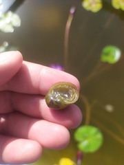 Lymnaeidae