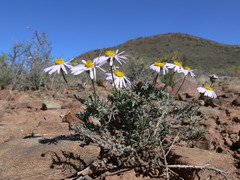 Felicia hirsuta
