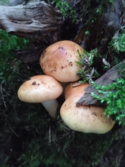 Pholiota lenta