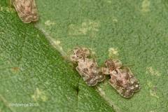 Corythucha marmorata