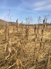 Astragalus alopecurus