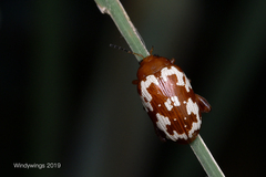 Asiophrida spectabilis