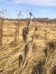 Astragalus alopecurus
