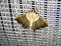 Agrotera posticalis