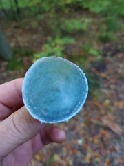 Stropharia aeruginosa