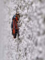 Pyropteron chrysidiforme