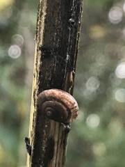 Trochulus striolatus