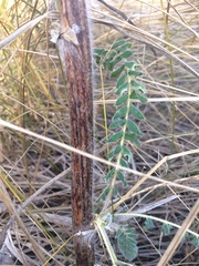 Astragalus alopecurus