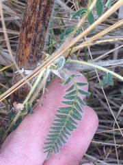 Astragalus alopecurus