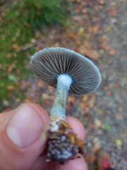 Stropharia aeruginosa