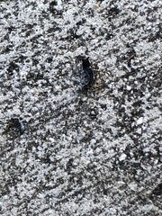 Euborellia annulipes