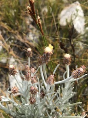 Syncarpha gnaphaloides
