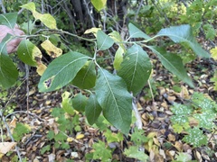 Salix caprea