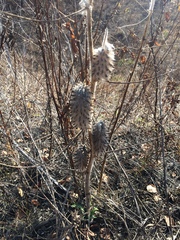 Astragalus alopecurus