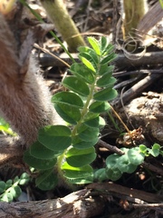 Astragalus alopecurus