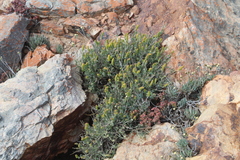 Manochlamys albicans