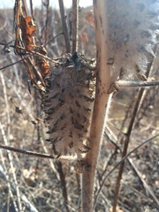 Astragalus alopecurus